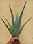 Aloe Vera Bitkisi, Odunsu 40 cm Çok Büyüyen Aloe Vera Fidanı, Saksısız Köklü, Aloe Vera Plant, Hediyeli 3