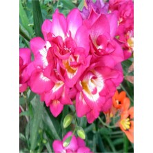 Sarı Tarım 8 Adet Pembe Frezya Çiçeği ( Freesia ) Soğanı Mis Kokulu Katmerli