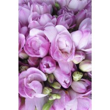 Net Tarım 100 Adet Lila Frezya Çiçeği ( Freesia ) Soğanı Mis Kokulu Katmerli
