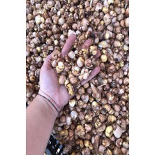Net Tarım 100 Adet Lila Frezya Çiçeği ( Freesia ) Soğanı Mis Kokulu Katmerli