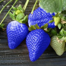 Day 100 5 Farklı Karışık Renk Çilek Tohumu + 10 Adet K.renk Zambak Çiçek Tohumu