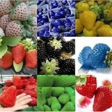 Day 100 5 Farklı Karışık Renk Çilek Tohumu + 10 Adet Süs Yoncası Çiçek Tohumu