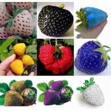 Day 100 Japon Nara Karışık Renk Çilek Tohumu + 10 Adet K.renk Orkide Çiçek Tohumu