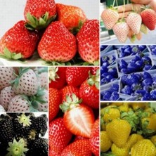 Day 50 Adet Japon Nara Karışık Renk Çilek Tohumu + 10 Adet K.renk Orkide Çiçek Tohumu