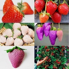 Day 100 Nadir Doğal Karışık Renk Çilek Tohumu + 10 Adet K.renk Dahlia Çiçek Tohumu