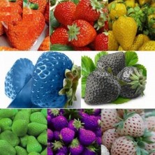 Day 50 Adet Japon Nara Karışık Renk Çilek Tohumu + 10 Adet Süs Yoncası Çiçek Tohumu