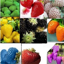 Day 100 Japon Nara Karışık Renk Çilek Tohumu + 10 Adet Süs Yoncası Çiçek Tohumu