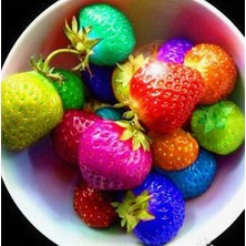 Day 10 Adet 5 Farklı Karışık Renk Çilek Tohumu + 10 Adet K.renk Zambak Çiçek Tohumu