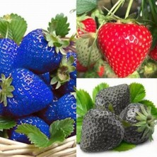 Day 50 Adet 5 Farklı Karışık Renk Çilek Tohumu + 10 Adet K.renk Lale Çiçek Tohumu