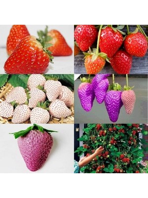 Day 25 Adet Nadir Doğal Karışık Renk Çilek Tohumu + 10 Adet K.renk Papatya Çiçek Tohumu
