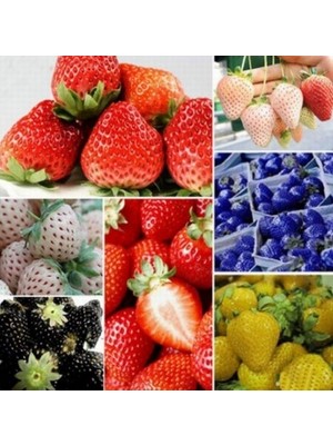 Day 100 Japon Nara Karışık Renk Çilek Tohumu + 10 Adet K.renk Yıldız Çiçek Tohumu