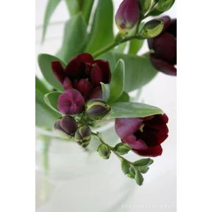 Sarı Tarım 15 Adet Bordo Frezya Çiçeği ( Freesia ) Soğanı Mis Kokulu Katmerli