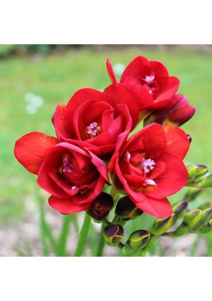 100 Adet Kırmızı Frezya Çiçeği ( Freesia ) Soğanı Mis Kokulu Katmerli
