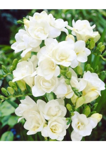 Net Tarım 100 Adet Beyaz Frezya Çiçeği ( Freesia ) Soğanı Mis Kokulu Katmerli
