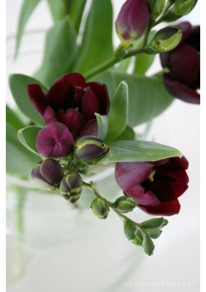 5 Adet Bordo Frezya Çiçeği ( Freesia ) Soğanı Mis Kokulu Katmerli