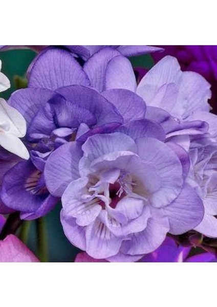 100 Adet Mor Frezya Çiçeği ( Freesia ) Soğanı Mis Kokulu Katmerli