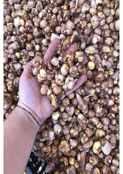 100 Adet Mor Frezya Çiçeği ( Freesia ) Soğanı Mis Kokulu Katmerli