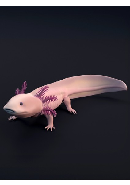 Aksolotl Figürü 20CM Dekorasyon-Hediyelik Ürün-Dekoratif Raf Ürünü-Hobi-Figür