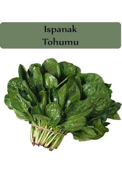 Zencefil Organik Ispanak Tohumu 1 Paket 10 Gr= 950+ Adet Ispanak Tohumu