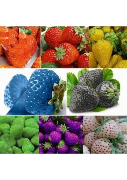 50 Adet 5 Farklı Karışık Renk Çilek Tohumu + 10 Adet Kırmızı Gül Çiçek Tohumu
