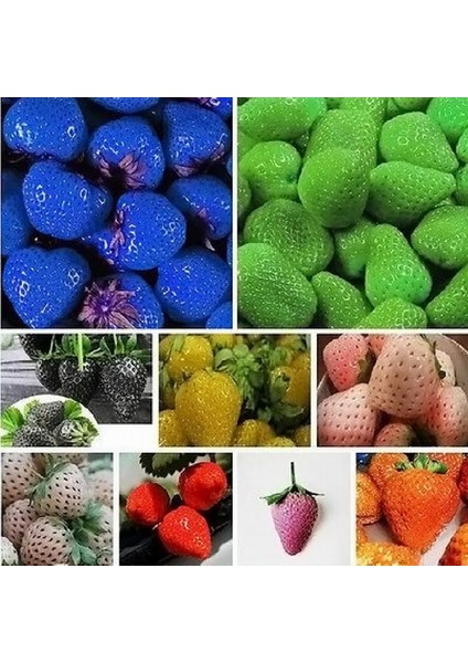 25 Adet 5 Farklı Karışık Renk Çilek Tohumu + 10 Adet Kırmızı Gül Çiçek Tohumu