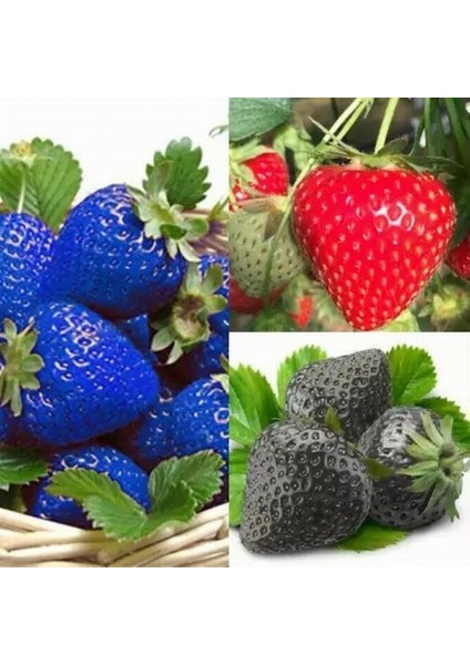 50 Adet 5 Farklı Karışık Renk Çilek Tohumu + 10 Adet Kırmızı Gül Çiçek Tohumu