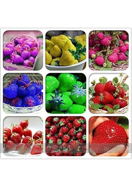 10 Adet 5 Farklı Karışık Renk Çilek Tohumu + 10 Adet Kırmızı Gül Çiçek Tohumu