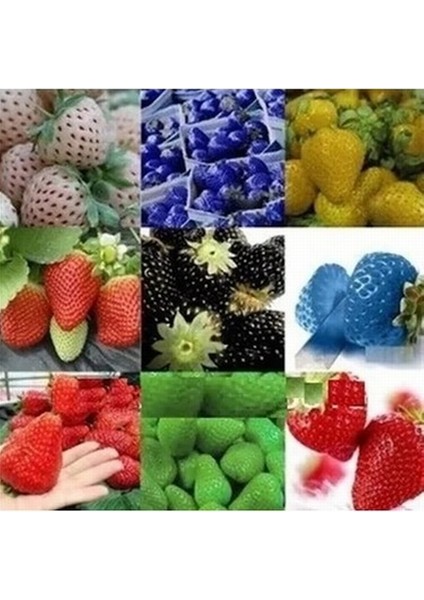 100 Japon Nara Karışık Renk Çilek Tohumu + 10 Adet Hollanda Gülü Çiçek Tohumu