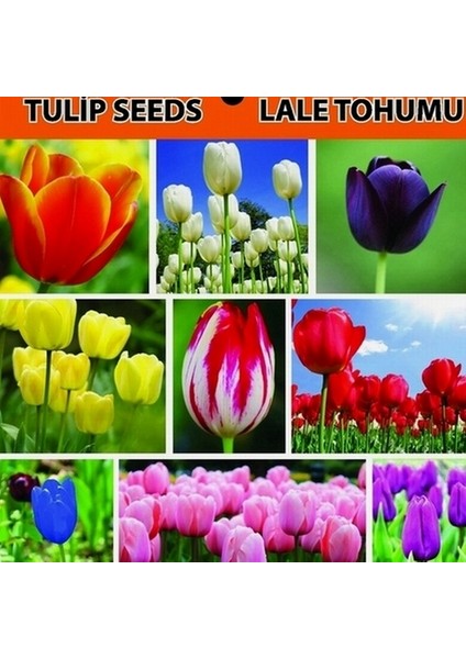 10 Adet 5 Farklı Karışık Renk Çilek Tohumu + 10 Adet K.renk Lale Çiçek Tohumu
