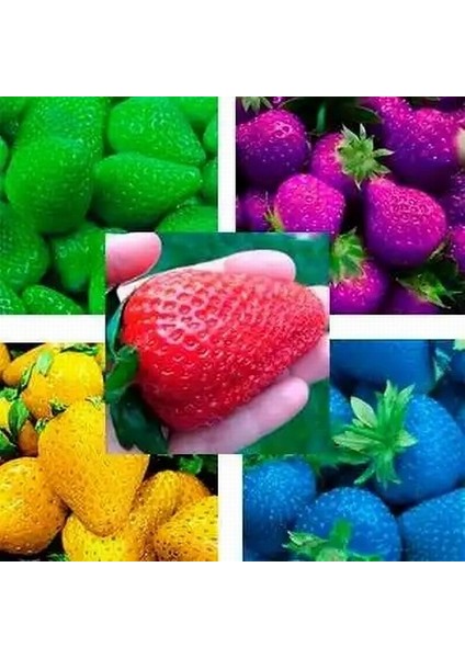 10 Adet 5 Farklı Karışık Renk Çilek Tohumu + 10 Adet K.renk Zambak Çiçek Tohumu