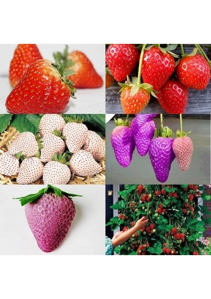 10 Adet 5 Farklı Karışık Renk Çilek Tohumu + 10 Adet K.renk Yıldız Çiçek Tohumu