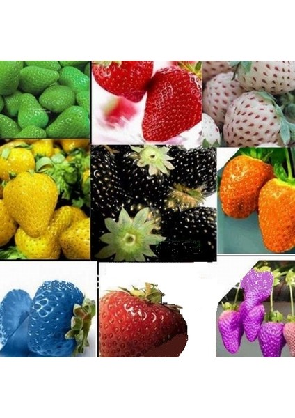 25 Adet 5 Farklı Karışık Renk Çilek Tohumu + 10 Adet K.renk Dahlia Çiçek Tohumu