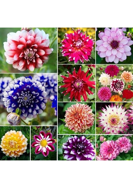 10 Adet 5 Farklı Karışık Renk Çilek Tohumu + 10 Adet K.renk Dahlia Çiçek Tohumu