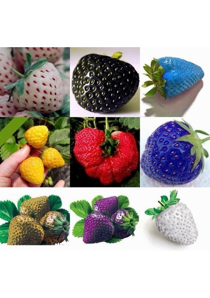 10 Adet 5 Farklı Karışık Renk Çilek Tohumu + 10 Adet K.renk Dahlia Çiçek Tohumu