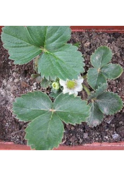 25 Adet Nadir Doğal Karışık Renk Çilek Tohumu + 10 Adet K.renk Dahlia Çiçek Tohumu indirimleri