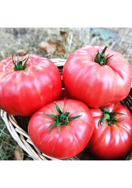 Atalık Pembe Köy Domatesi Tohumu