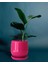 Tabaklı Armut Koyu Pembe Çömlek Saksı 17X17 cm 1
