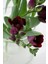 100 Adet Bordo Frezya Çiçeği ( Freesia ) Soğanı Mis Kokulu Katmerli 1
