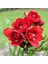100 Adet Kırmızı Frezya Çiçeği ( Freesia ) Soğanı Mis Kokulu Katmerli 1