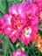100 Adet Pembe Frezya Çiçeği ( Freesia ) Soğanı Mis Kokulu Katmerli 1