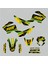 Mondial X-Treme Max 150 Fox Design Sticker Set Sarı-Yeşil 2