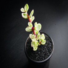 Baktar Crassula Portulaca Afra Sukulent 5.5'luk Saksıda