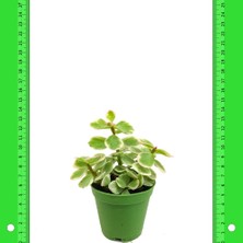 Baktar Crassula Portulaca Afra Sukulent 5.5'luk Saksıda