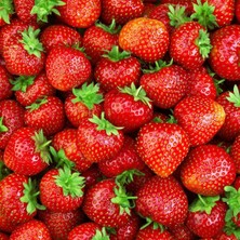 Baktar Soğuklara Dayanıklı Yediveren Çilek Fidesi 20'li