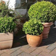 Baktar Tüplü Buxus Şimşir Fidanı