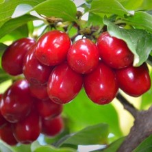 Baktar Tüplü Nadir Bulunan İri Meyveli Kızılcık Fidanı