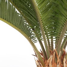 Peyzaj Burada Cycas Revoluta Japon Sago Palmiyesi Sikas
