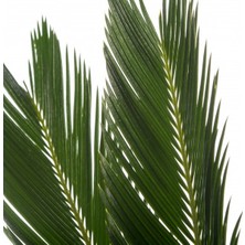 Peyzaj Burada Cycas Revoluta Japon Sago Palmiyesi Sikas