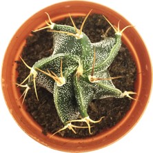 Levant Astophytum Capricorne Kaktüs