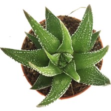 Levant Haworthia Zebra Kaktüs